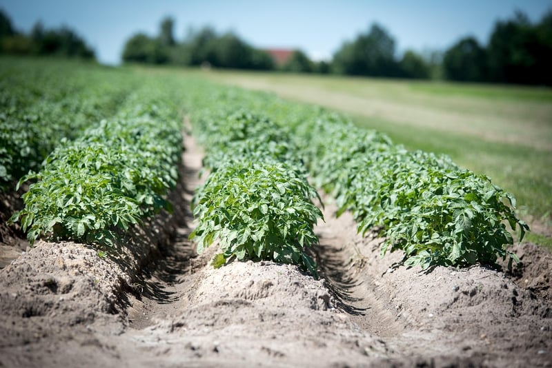 Spellbinding Crops